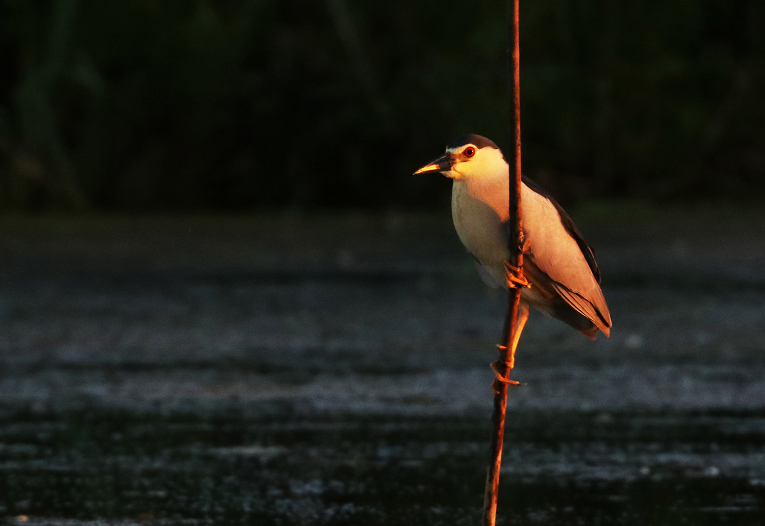 The black-crowned night heron  (Nycticorax nycticorax), Danube Delta, Romania