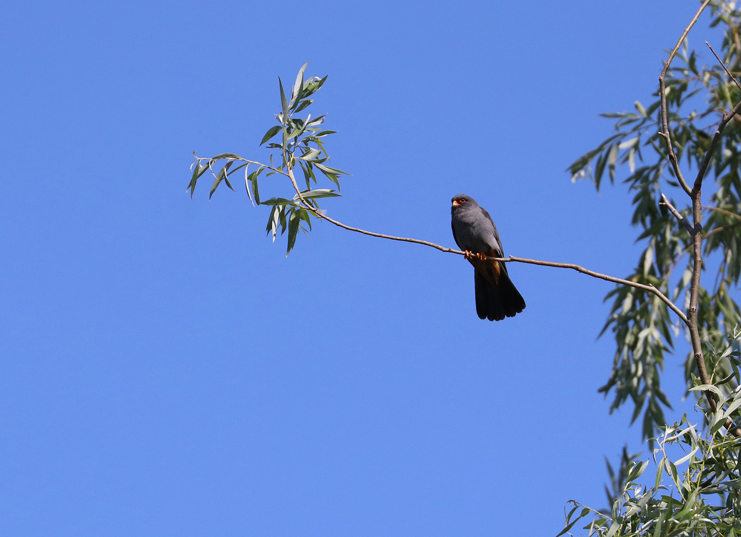 The red-footed falcon (Falco vespertinus), Danube Delta, Romania