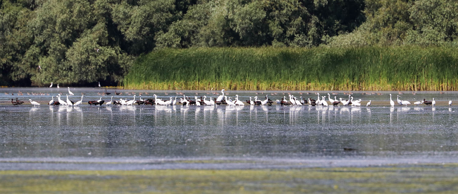 Protected area with egrets and glossy ibises, Danube Delta, Romania