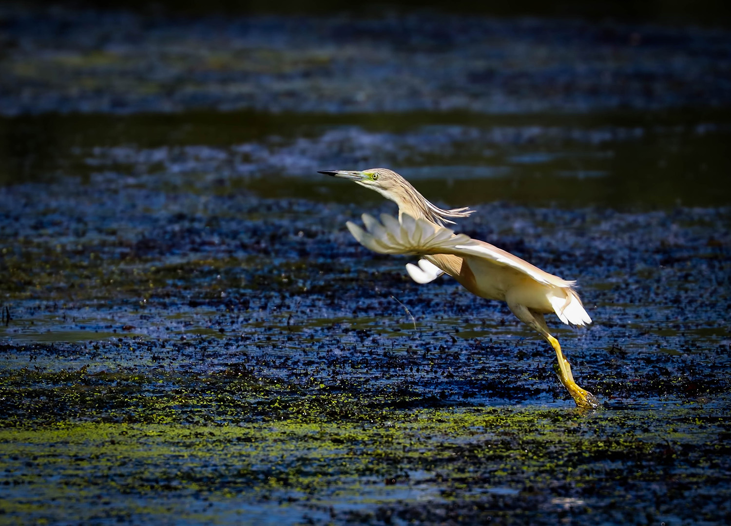The squacco heron (Ardeola ralloides), Danube Delta, Romania