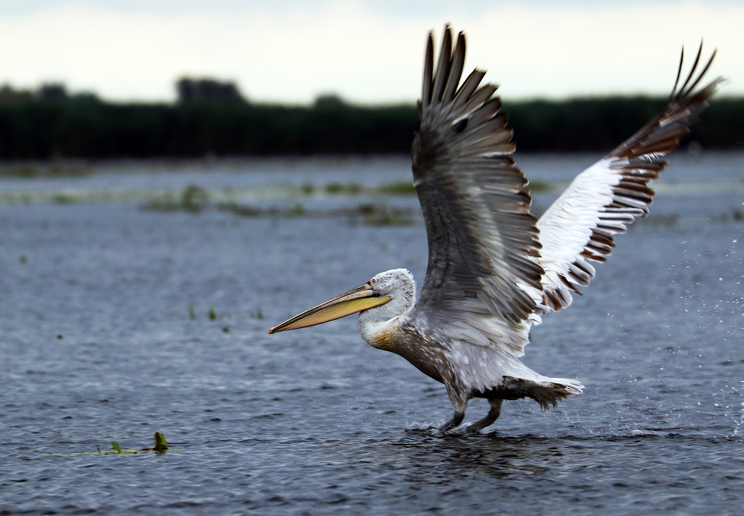 The dalmation pelican (Pelecanus crispus), Danube Delta, Romania