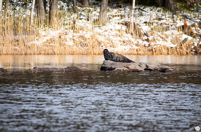 Saimaa Ringed Seal resting on a rock close to Linnansaari National Park, Finland