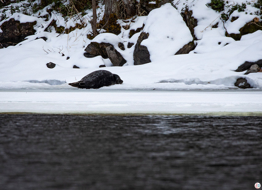 Saimaa seal resting on a lake close to Linnansaari National Park, Finland