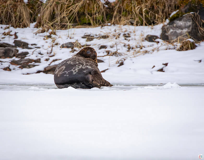 Saimaa Ringed Seal resting on ice, Saimaa Lake, Finland