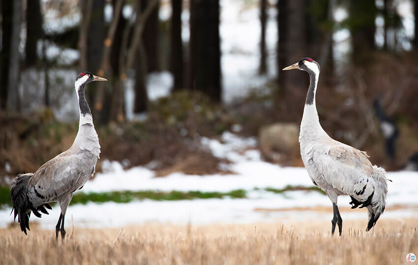 Common cranes in Oravi, Finland