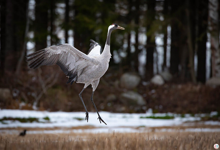 Common crane dancing for its partner, Oravi, Finland