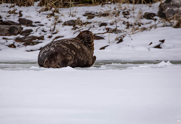 Saimaa Ringed Seal Safari in Linnansaari National Park, Finland