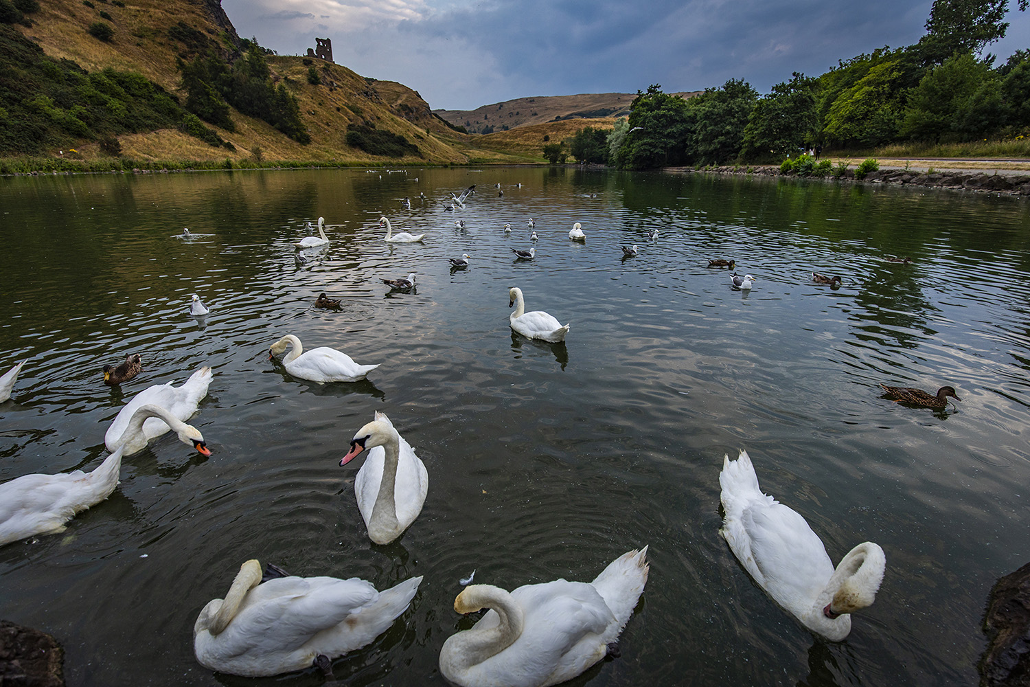 Birds at St Margaret's Loch Birds at St Margaret's Loch
