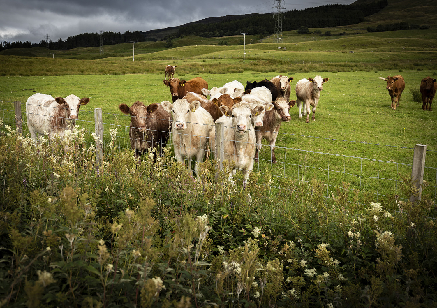 Cows in Scotland