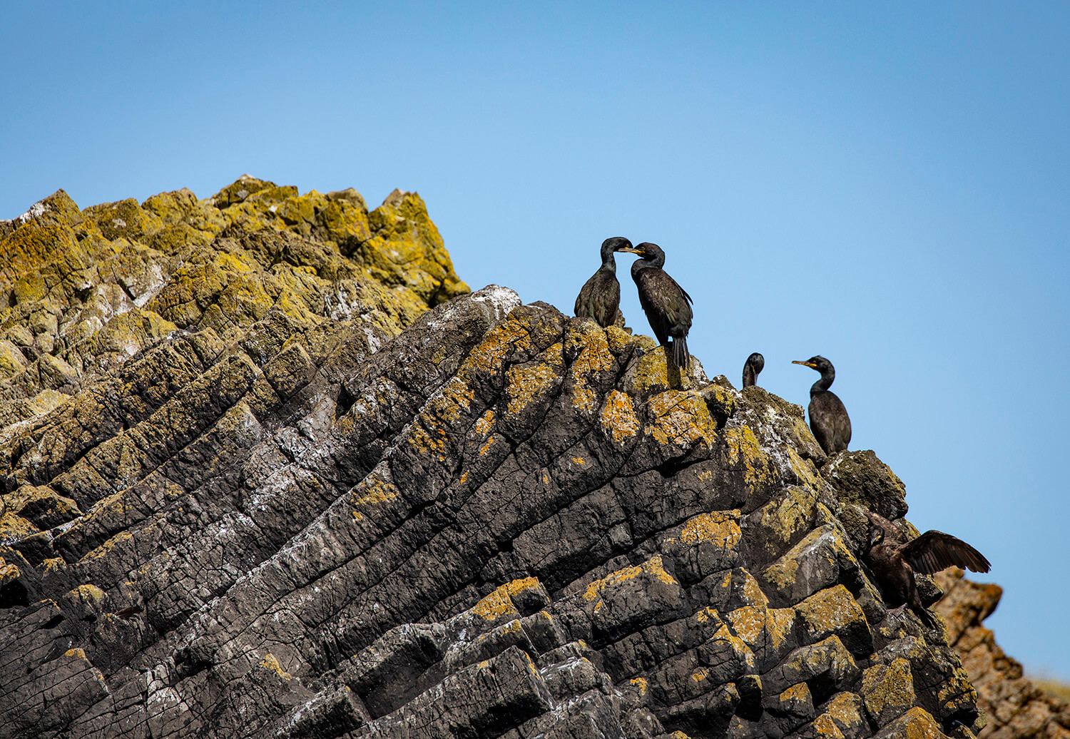 Common shags on Staffa Island, Scotland Common shags on Staffa Island, Scotland