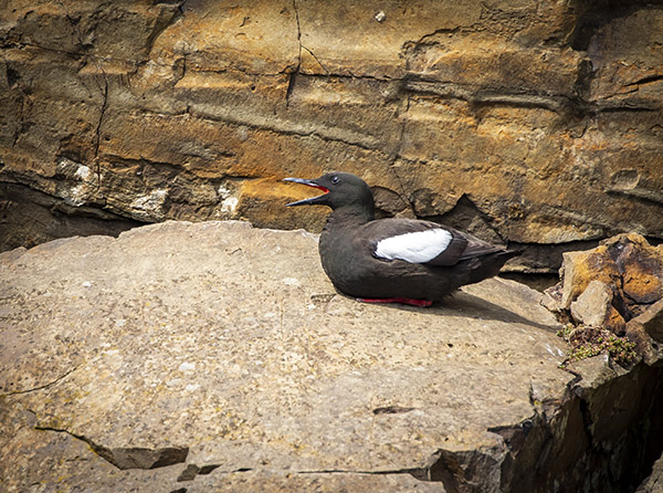 Black guillemot on Staffa Island, Scotland