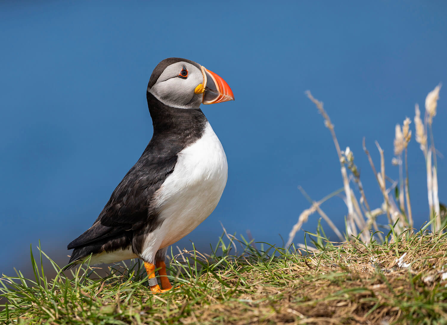 Atlantic Puffin on Lunga Island, Treshnish Islands, Scotland