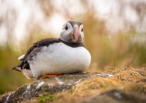 Atlantic Puffin on Lunga Island, Scotland Atlantic Puffin on Lunga Island, Scotland