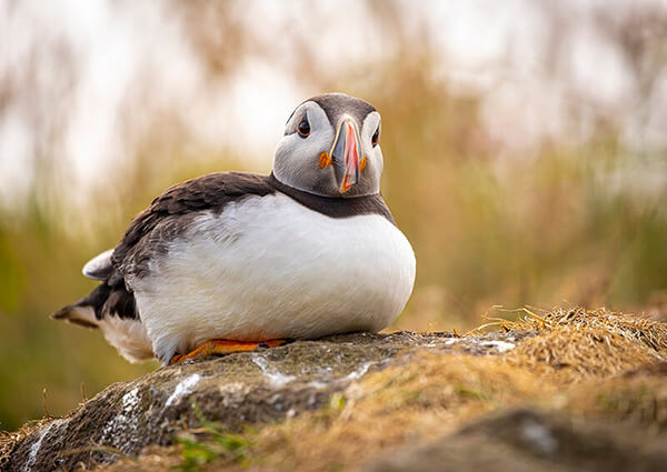 Atlantic Puffin on Lunga Island, Scotland