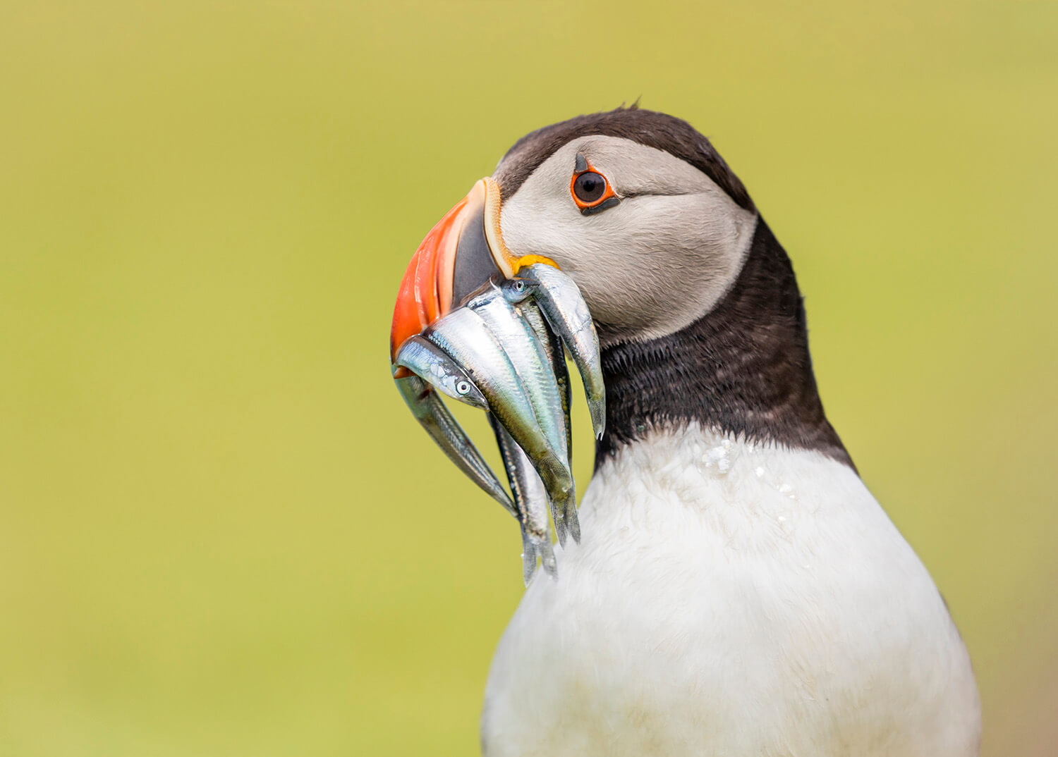 Atlantic Puffin on Lunga Island, Scotland