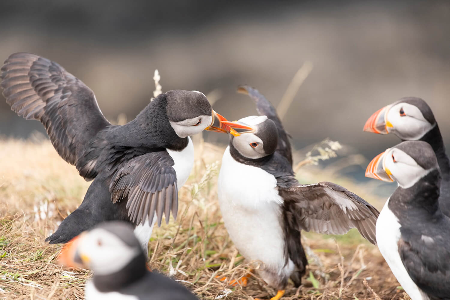 Puffins fighting, Lunga Island, Scotland Puffins fighting, Lunga Island, Scotland