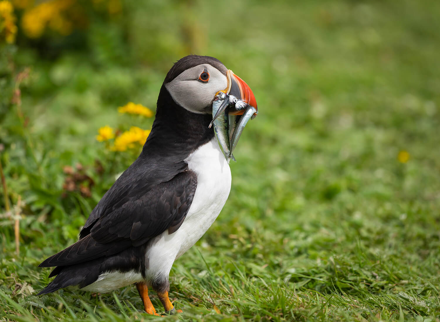 Atlantic puffin bringing fish back to its burrow, Lunga Island, Scotland