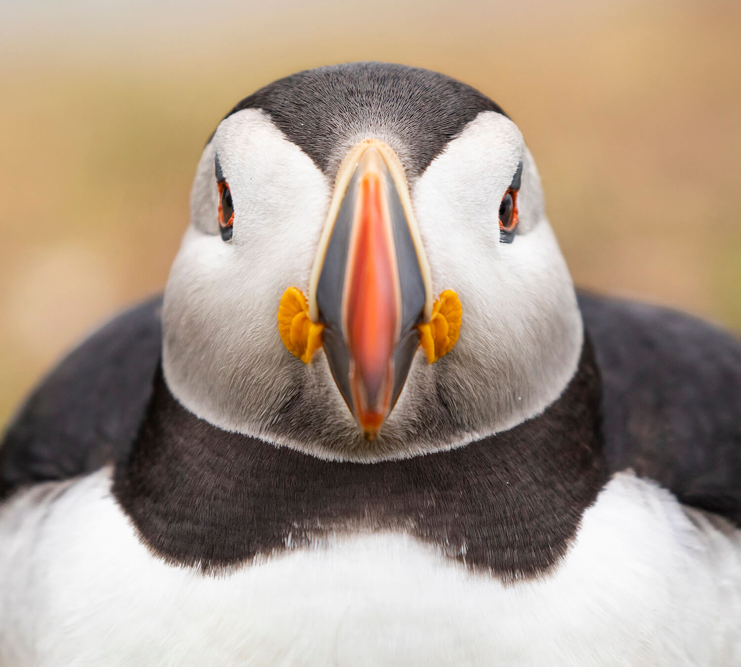 Atlantic puffin, Lunga Island, Scotland Atlantic puffin, Lunga Island, Scotland