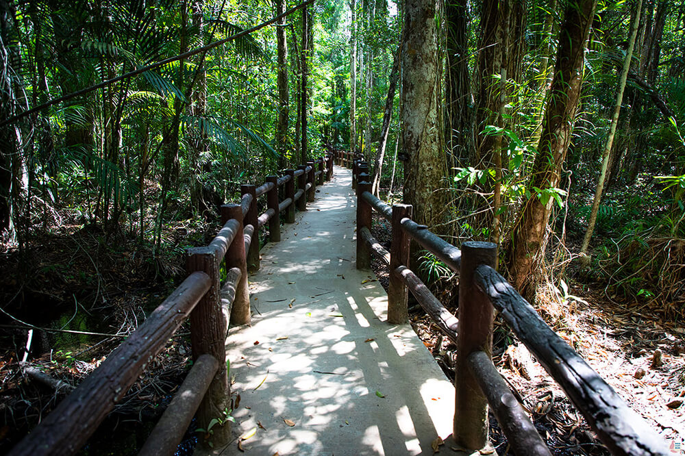 Wooden planks around the Emerald Pool, Krabi, Thailand