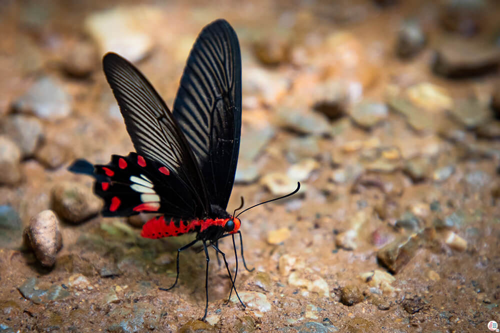 Butterfly at Hot Springs, Krabi, Thailand