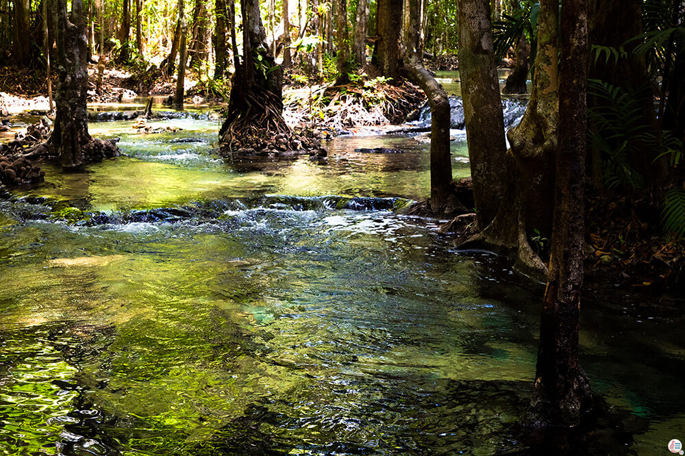 The surroundings of the Emerald Pool, Krabi, Thailand