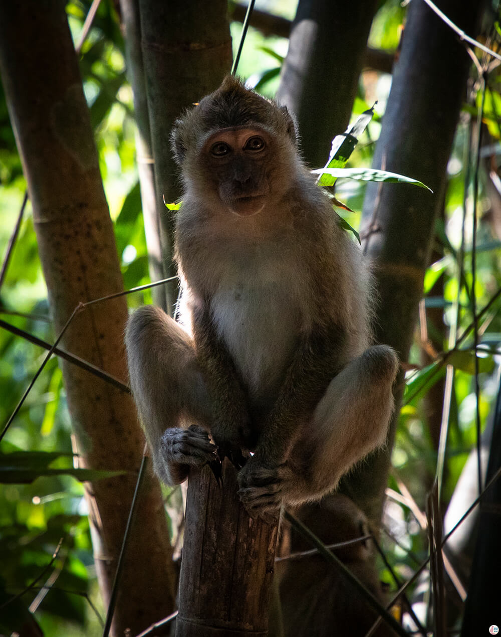 Macaque monkey on the trail towards Bang Hua Rat, Khao Sok National Park, Surat Thani, Thailand