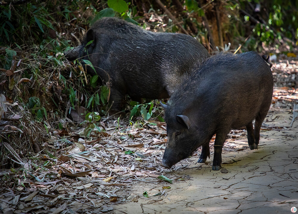 Wild boars on the trail towards Bang Hua Rat, Khao Sok National Park, Surat Thani, Thailand