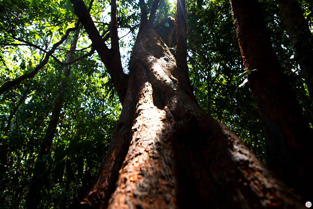 Big tree at Khao Ngon Nak Hiking Trail (aka Dragon Crest), Krabi, Thailand