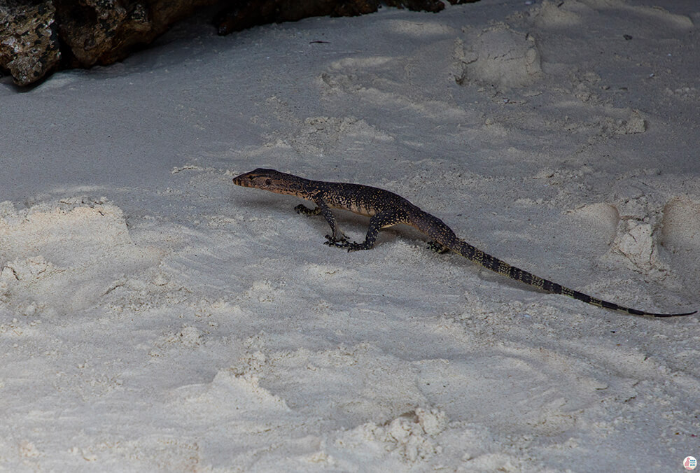Monitor lizard on Thap Island, Poda Islands, Krabi, Thailand