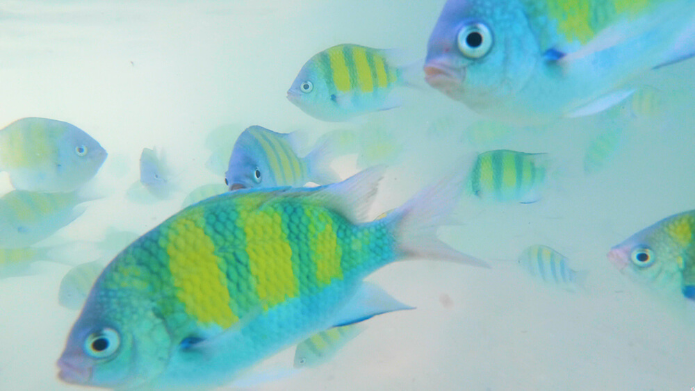 Colourful fish at Poda Island, Krabi, Thailand