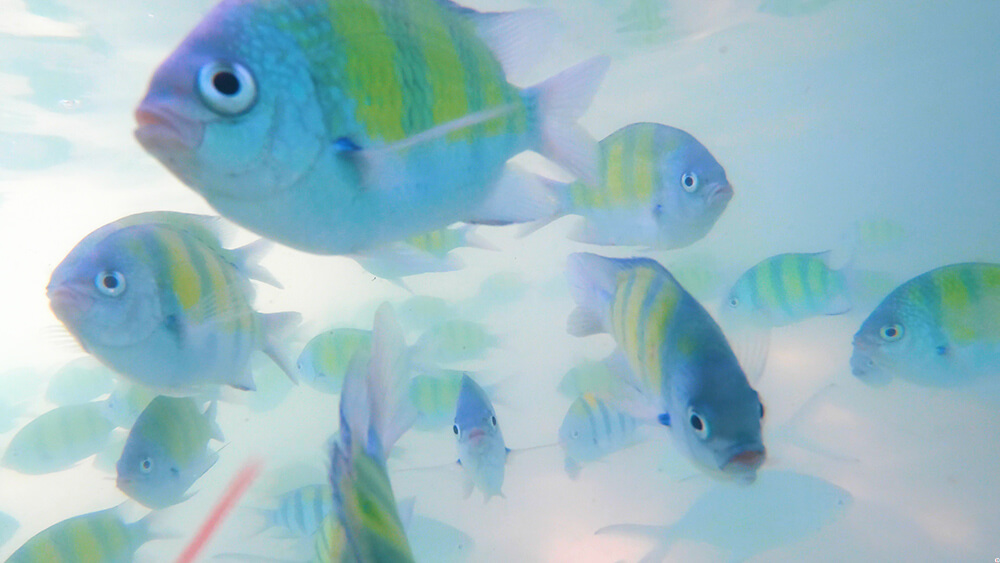 Colourful fish at Poda Island, Krabi, Thailand