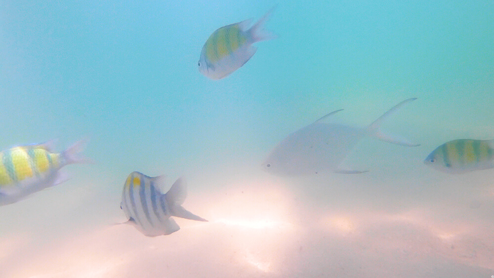 Colourful fish at Poda Island, Krabi, Thailand