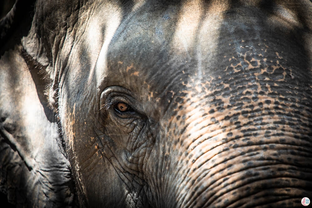 Elephant at Krabi Elephant Sanctuary, Thailand