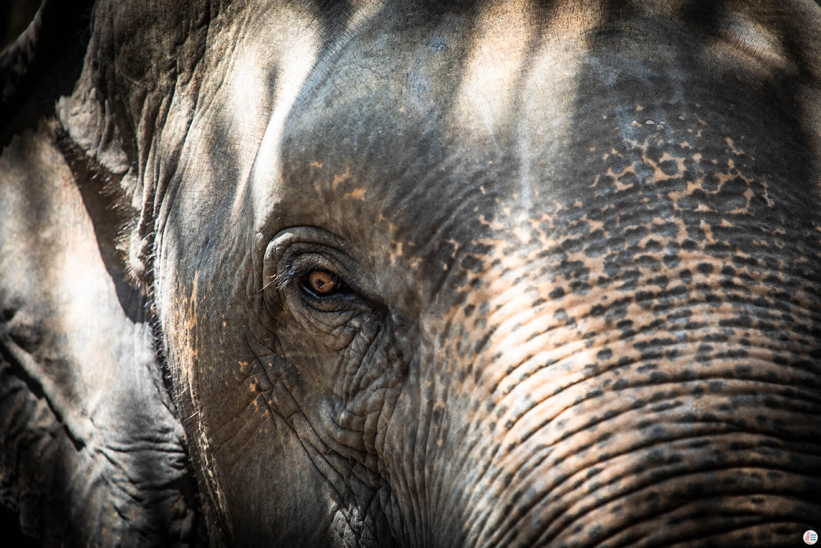 Take a Mud Bath with the Elephants at Krabi Elephant Sanctuary in Thailand