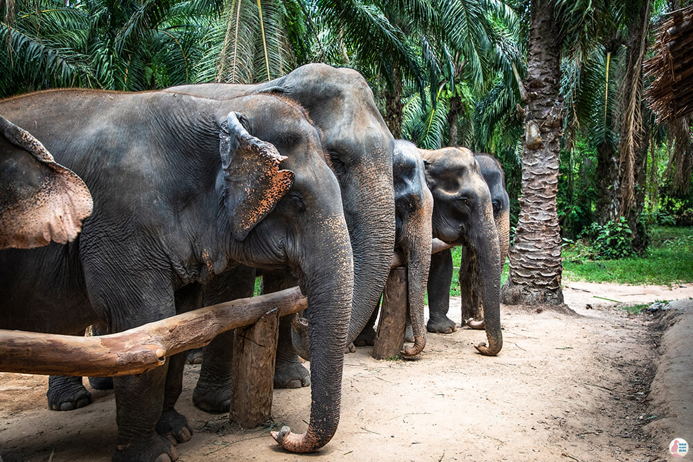 Elephants waiting for food at Krabi Elephant Sanctuary, Thailand