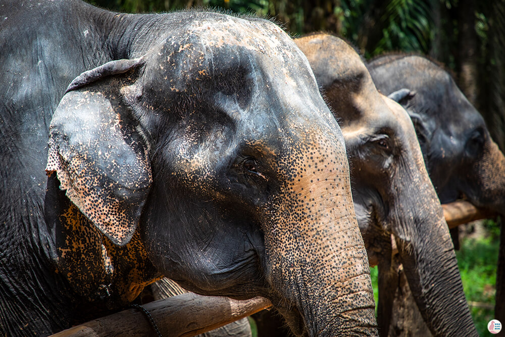 Elephants waiting for food at Krabi Elephant Sanctuary, Thailand