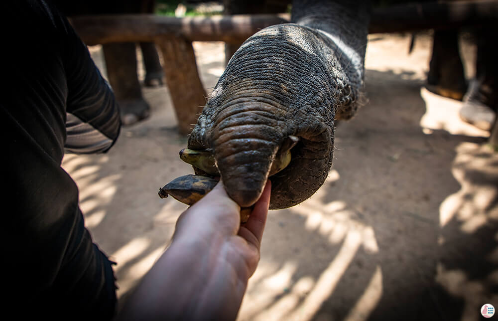 Elephant trunk picking up a banana at Krabi Elephant Sanctuary, Thailand