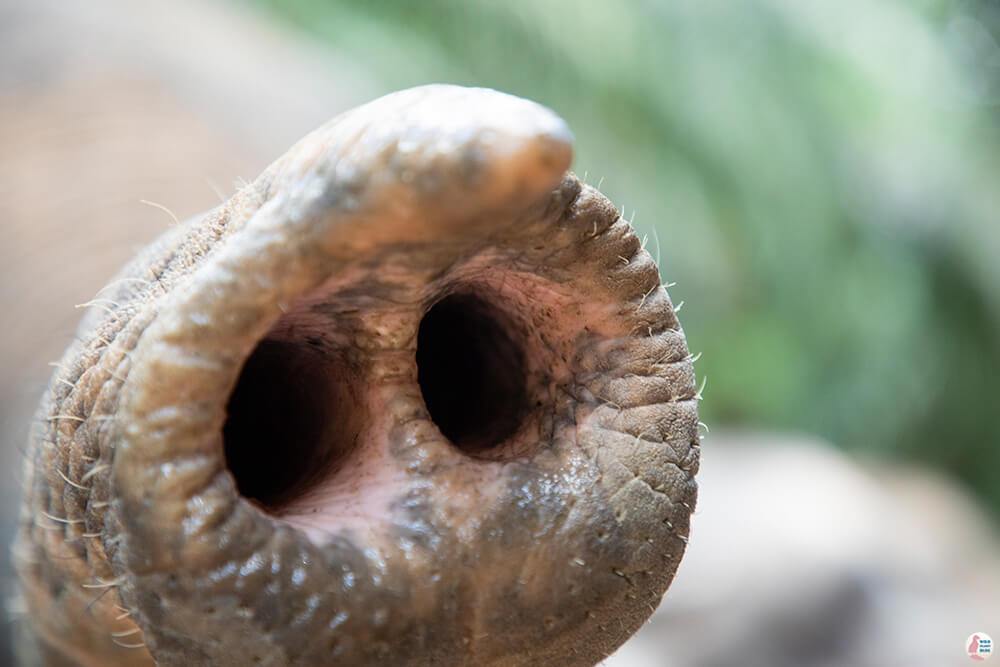 Elephant trunk at Krabi Elephant Sanctuary, Thailand