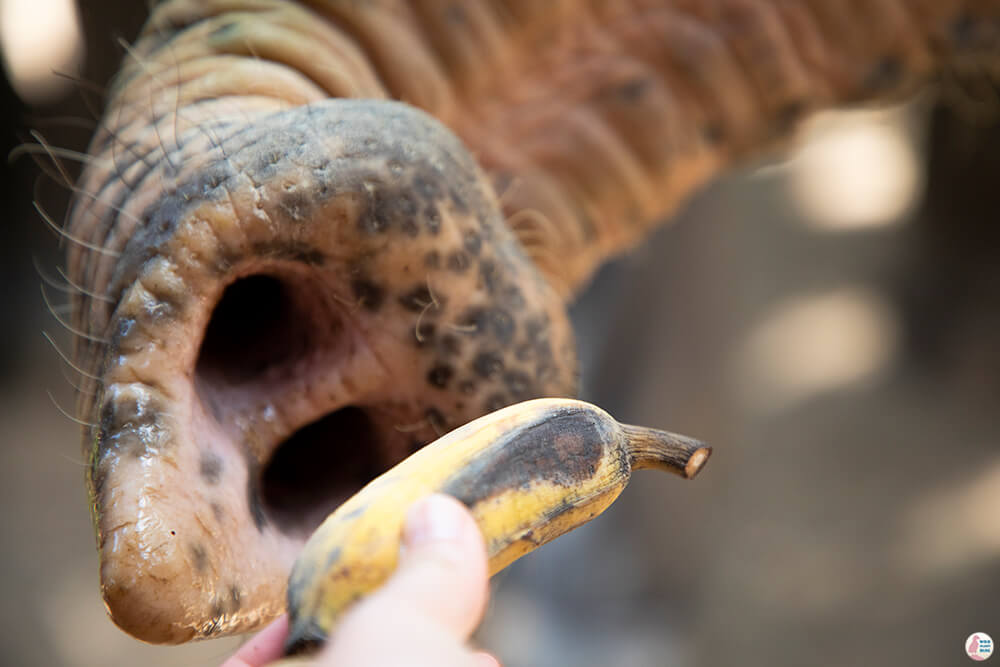 Elephant trunk picking up a banana at Krabi Elephant Sanctuary, Thailand