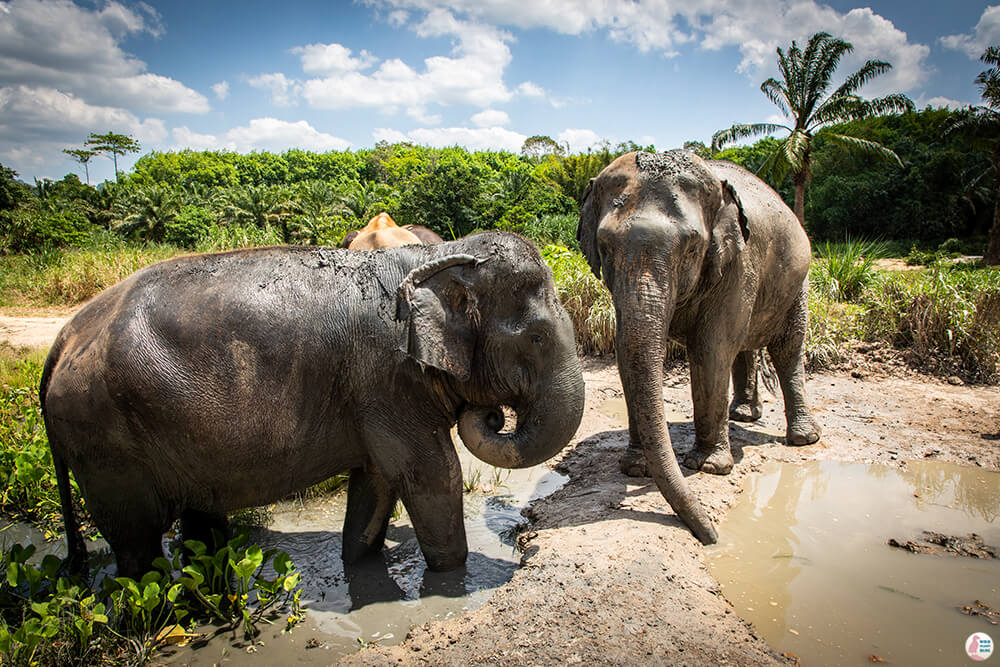 Elephants taking a mud bath at Krabi Elephant Sanctuary, Thailand