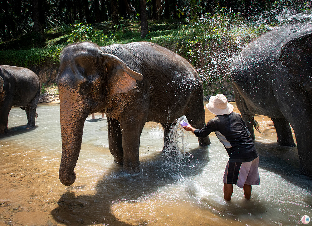 Elephants taking a bath at Krabi Elephant Sanctuary, Thailand