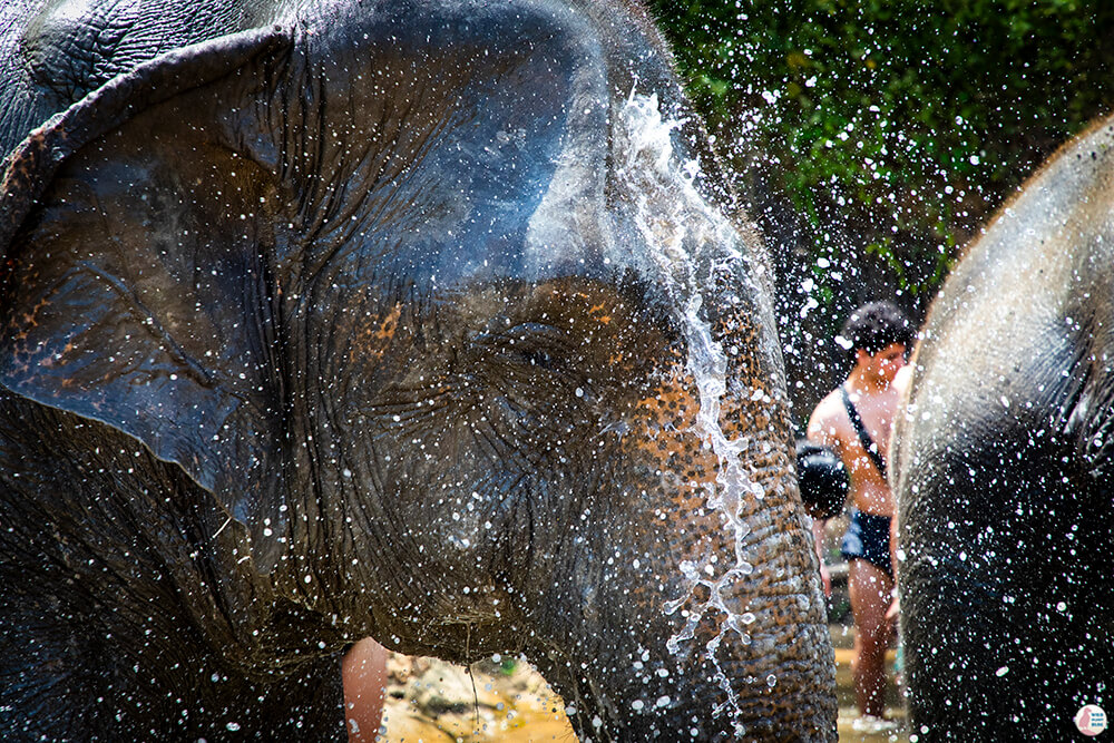 Elephants taking a bath at Krabi Elephant Sanctuary, Thailand