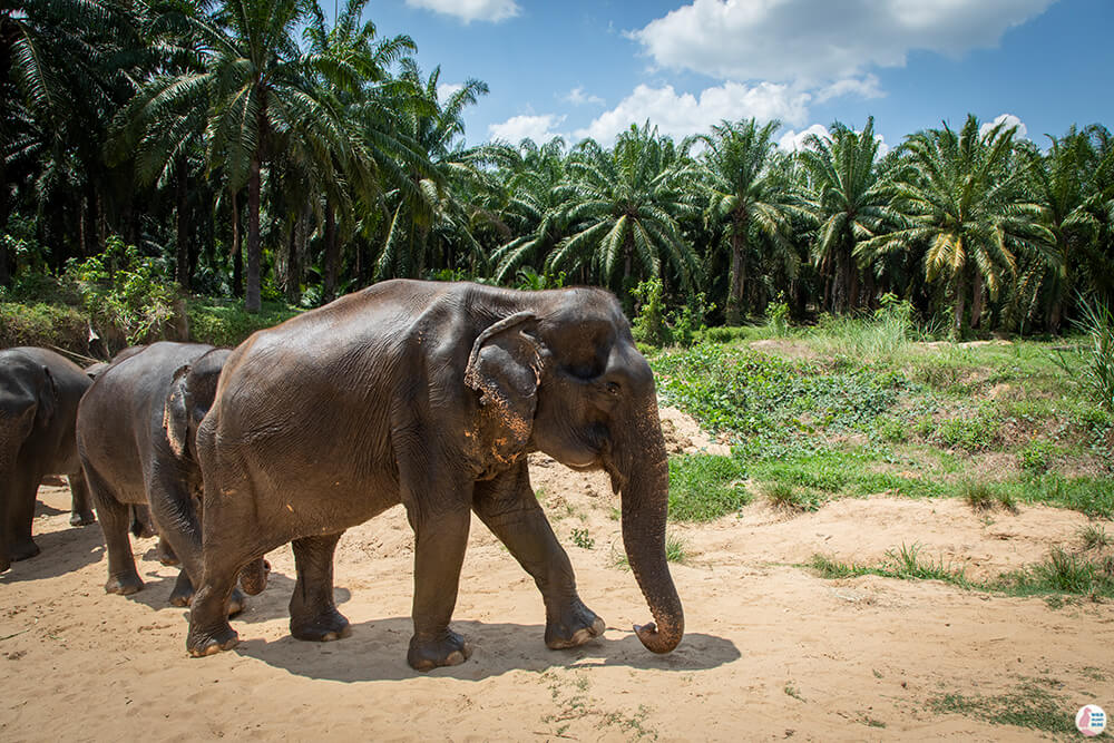 Elephants walking towards the river at Krabi Elephant Sanctuary, Thailand