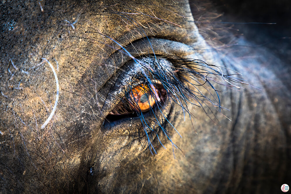 Krabi Elephant Sanctuary in Thailand, Krabi, Thailand