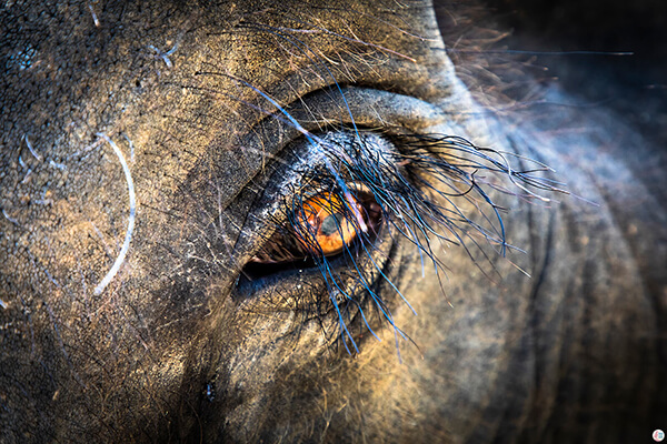 Take a Mud Bath with the Elephants at Krabi Elephant Sanctuary in Thailand