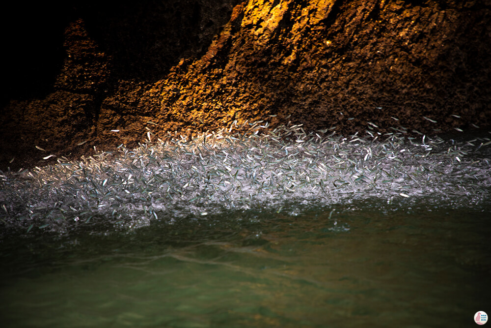 Jumping fish, spooked by a pacific reef heron at Ko Lao Lading, Hong Islands, Krabi, Thailand