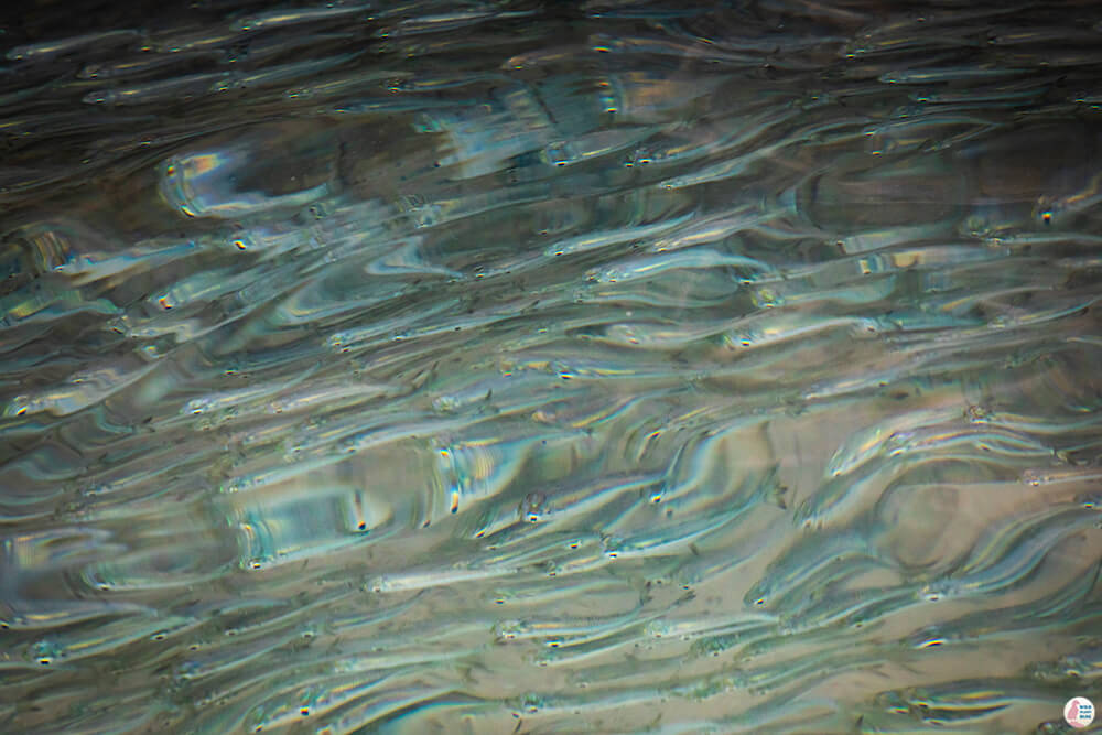 Tiny fish at Ko Lao Lading, Hong Islands, Krabi, Thailand