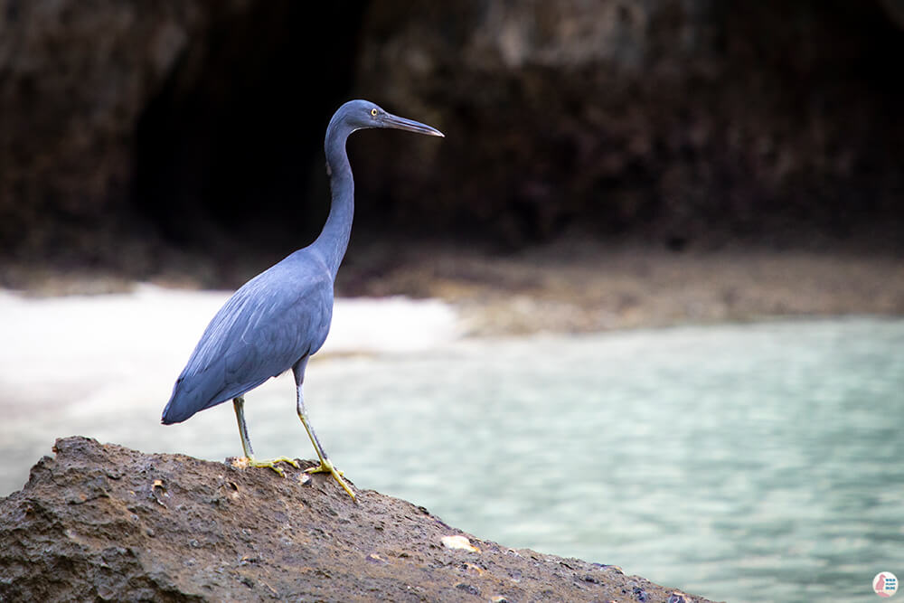 Pacific reef heron at Ko Lao Lading, Hong Islands, Krabi, Thailand