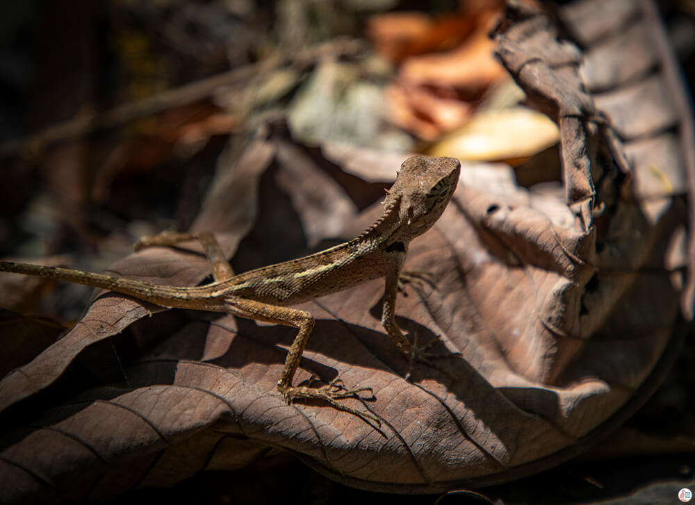 Small lizard at Railay Bay, Krabi, Thailand