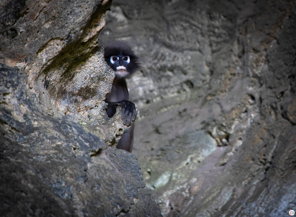 Shy spectacled langur, Bat cave, West Phra Nang Beach, Railay Bay, Krabi, Thailand